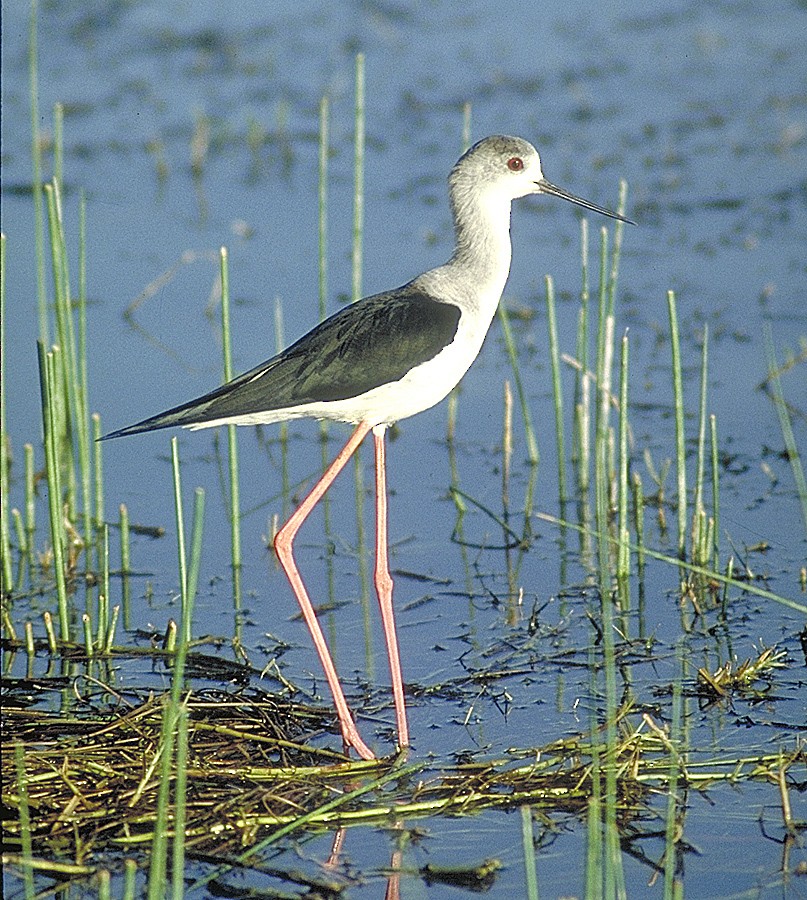 Black-winged Stilt - ML204732741
