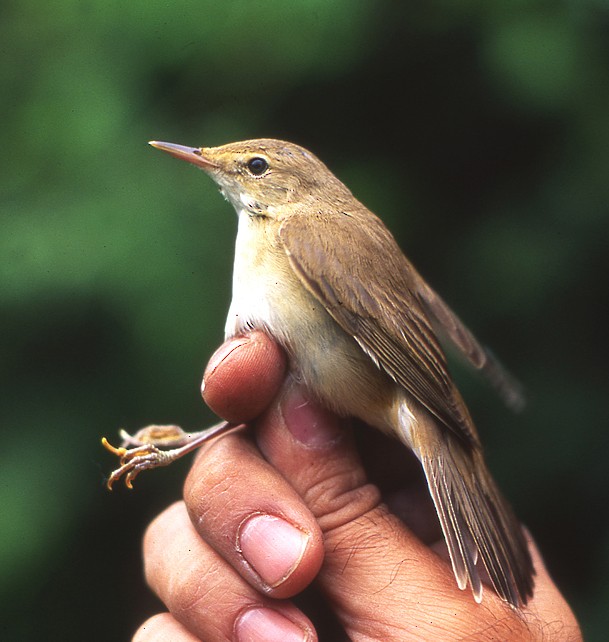 Common Reed Warbler - ML204733001