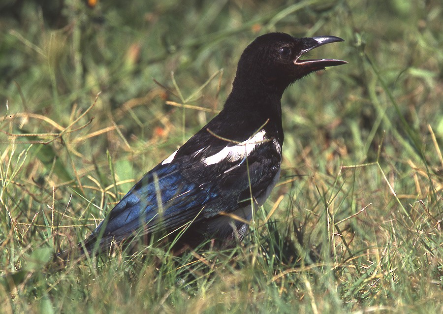 Eurasian Magpie - ML204733191
