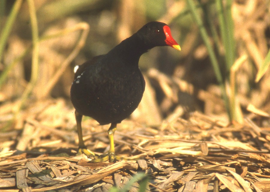 Eurasian Moorhen - ML204733231