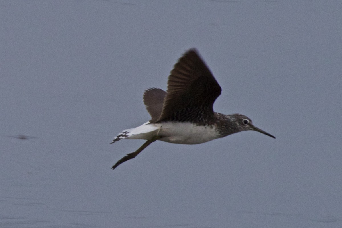 Green Sandpiper - Vasanthan Panchavarnam