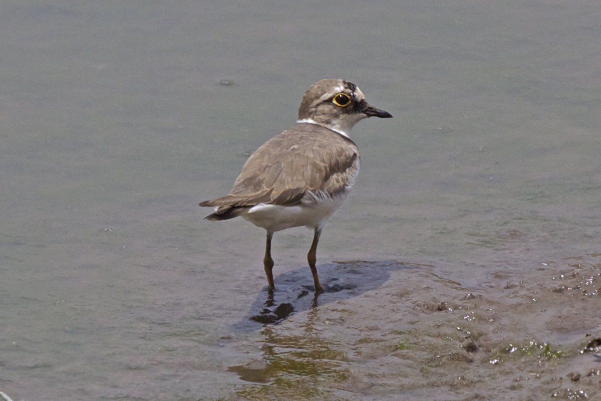 Little Ringed Plover - ML204733741