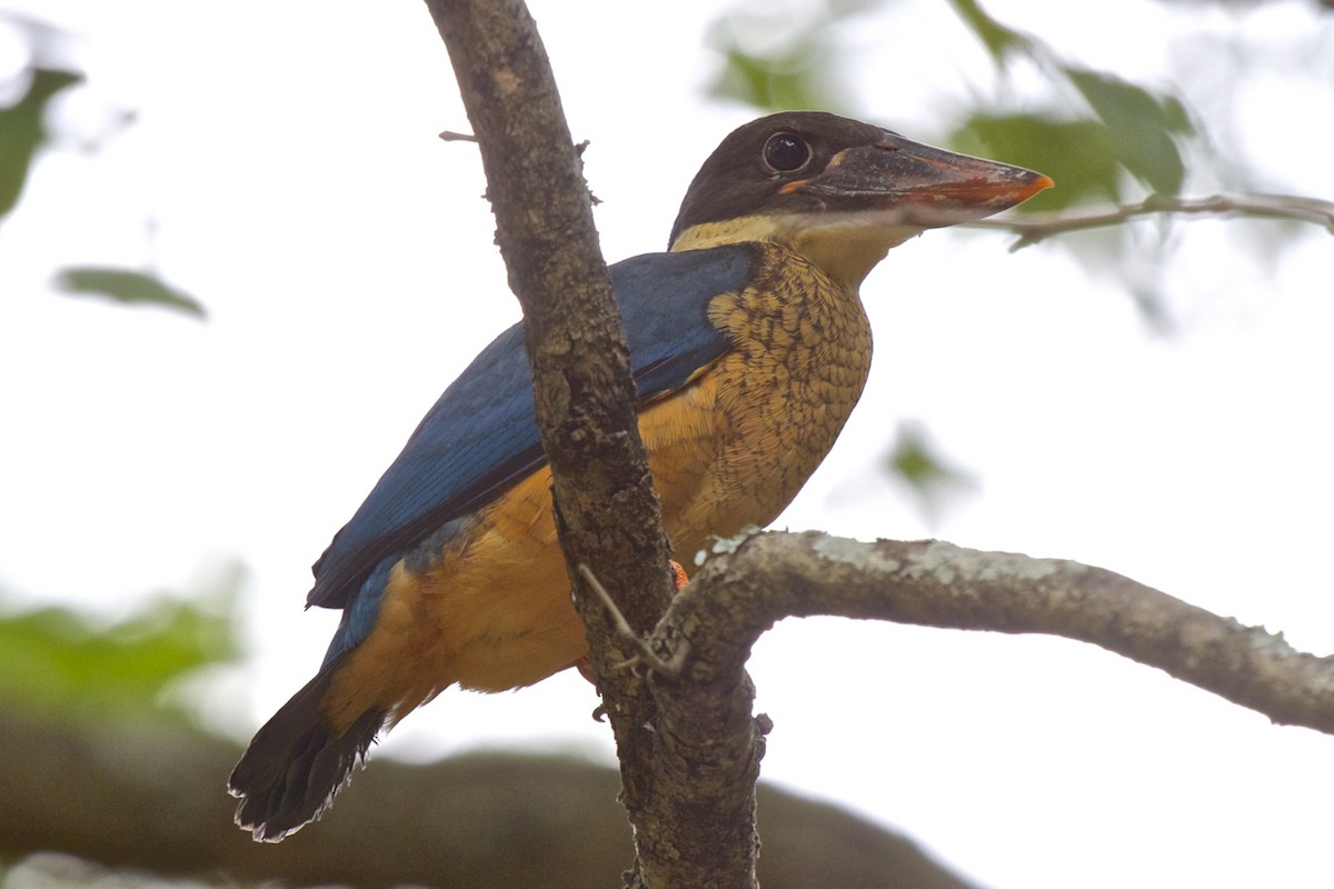 Stork-billed Kingfisher - ML204733811