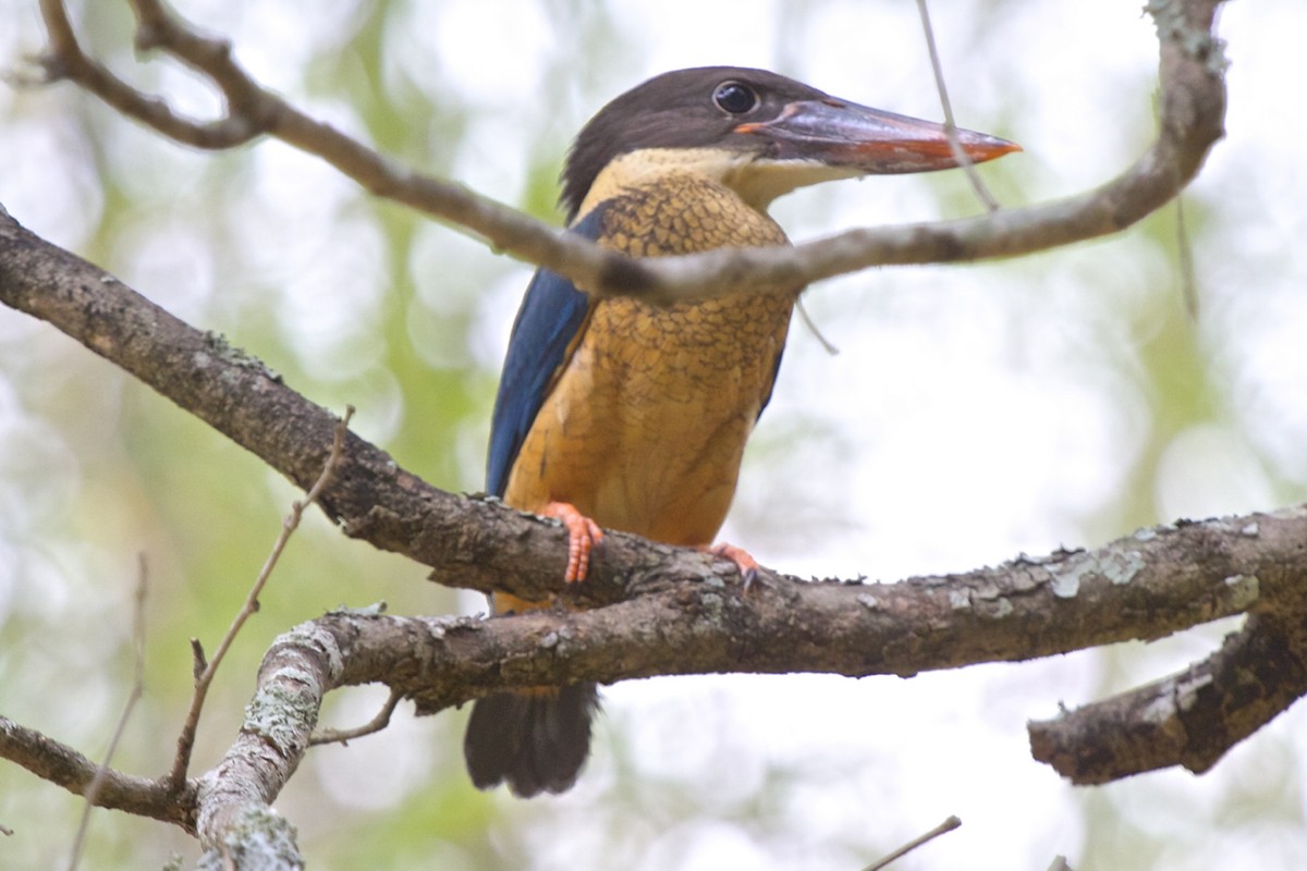 Stork-billed Kingfisher - ML204733821