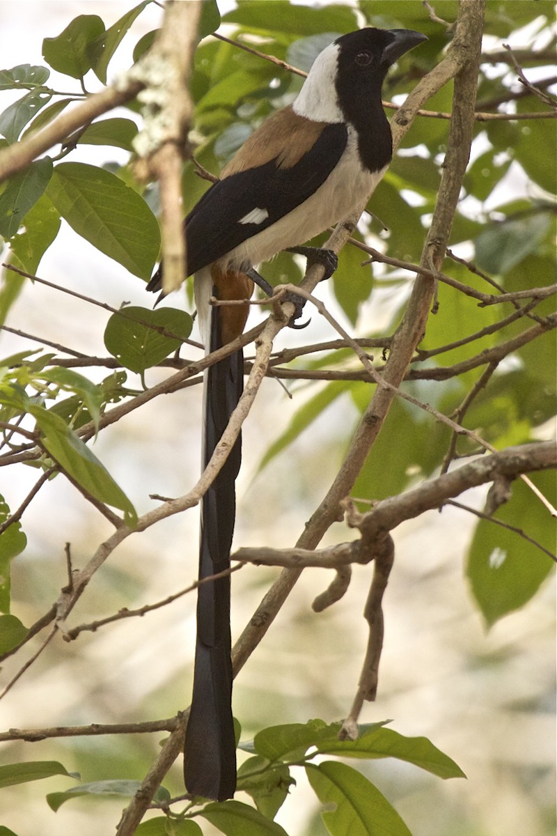 White-bellied Treepie - ML204733901