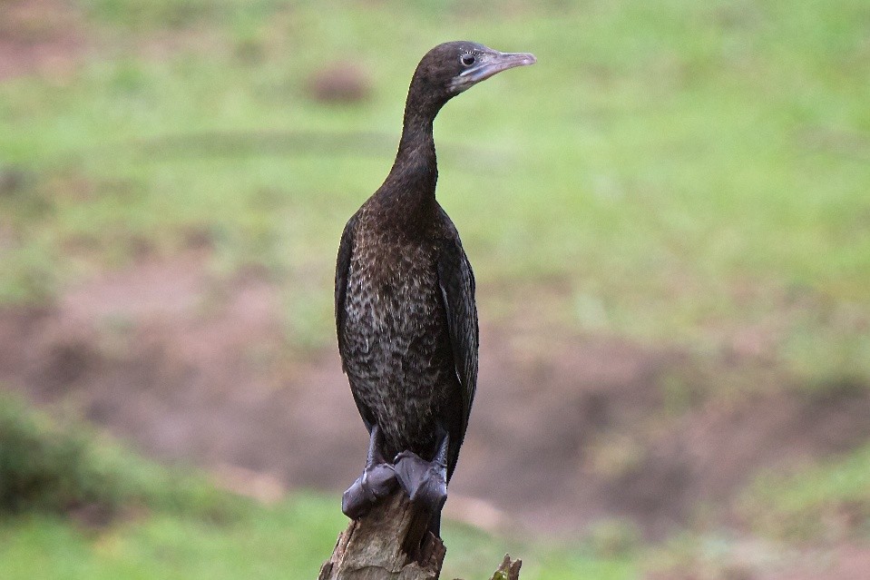 Little Cormorant - ML204734021