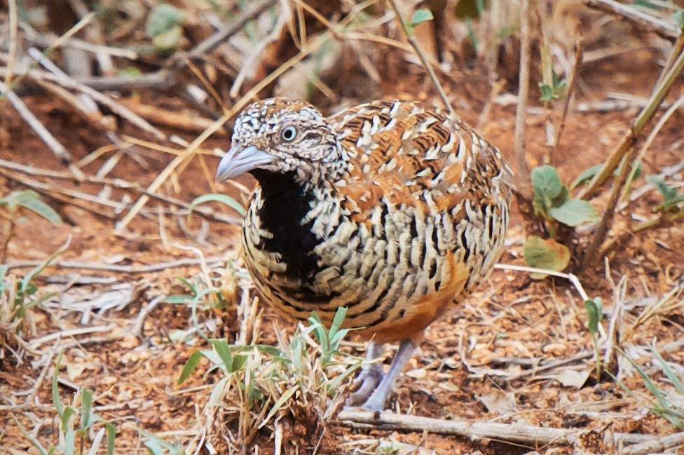 Barred Buttonquail - ML204734031