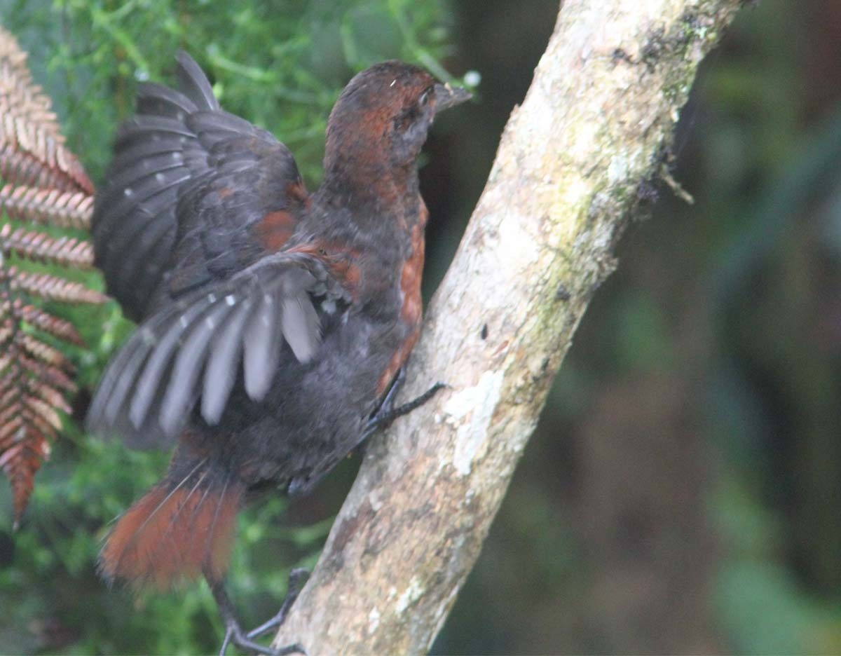 Chestnut Forest Rail - ML204734081