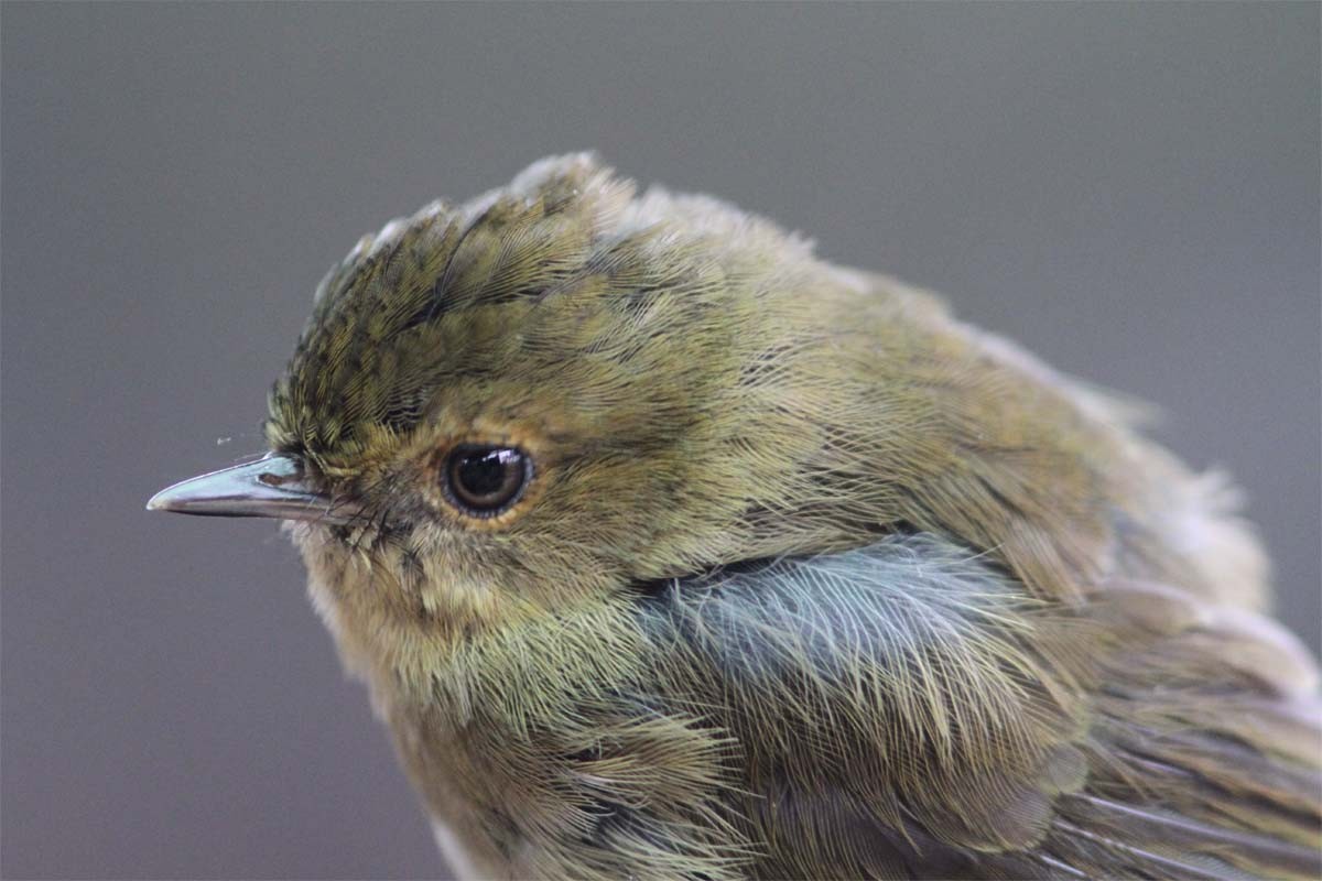 Papuan Scrubwren - Mikko Pyhälä