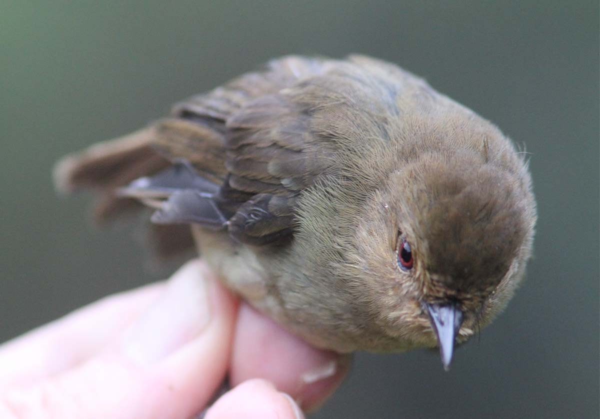 Large Scrubwren - ML204734141