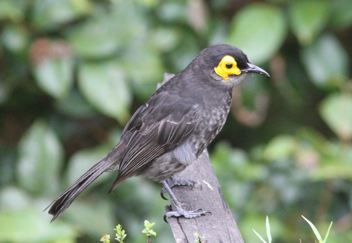 Smoky Honeyeater - ML204734201