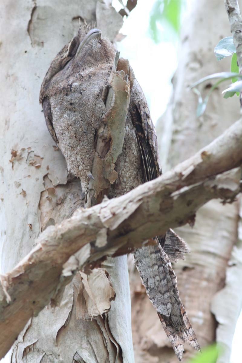 Papuan Frogmouth - ML204734431