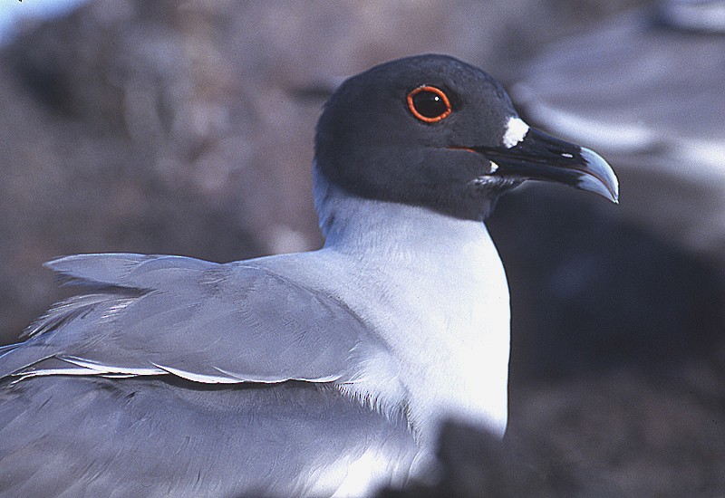 Swallow-tailed Gull - ML204734611