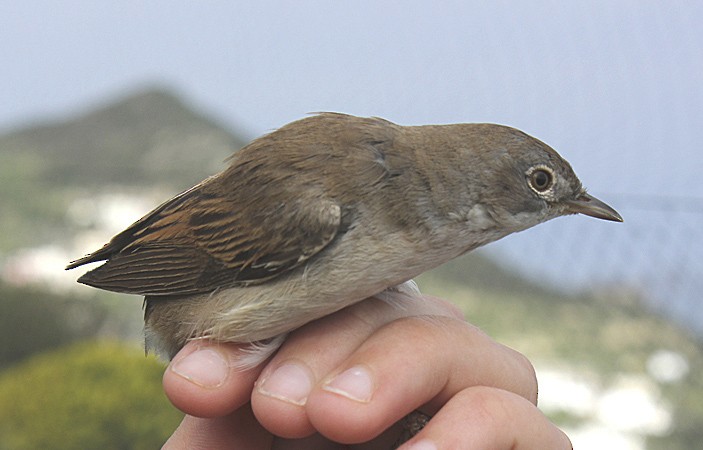 Greater Whitethroat - ML204734781