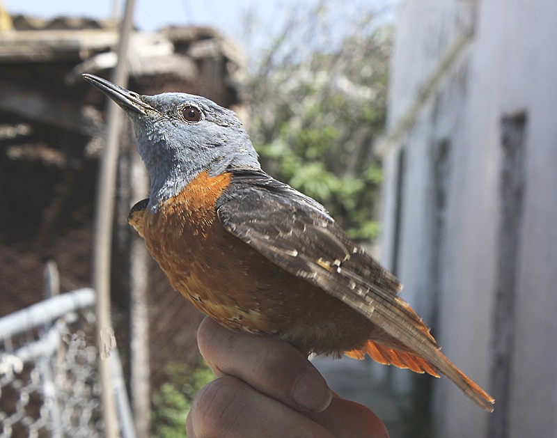 Rufous-tailed Rock-Thrush - ML204734941