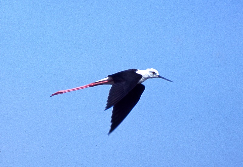 Black-winged Stilt - ML204735141