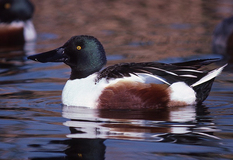 Northern Shoveler - ML204735161
