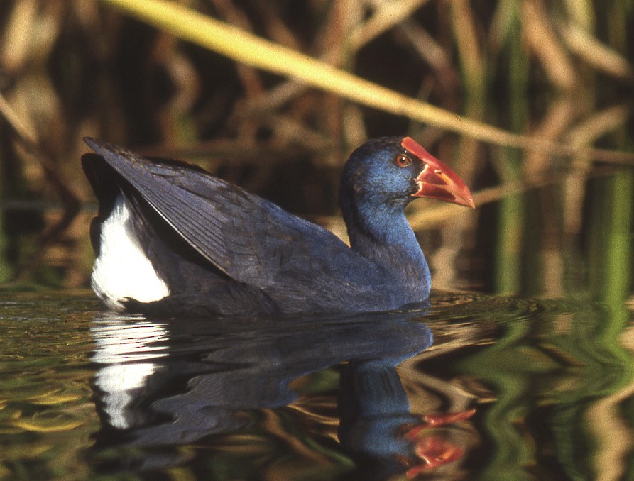 Western Swamphen - ML204735251