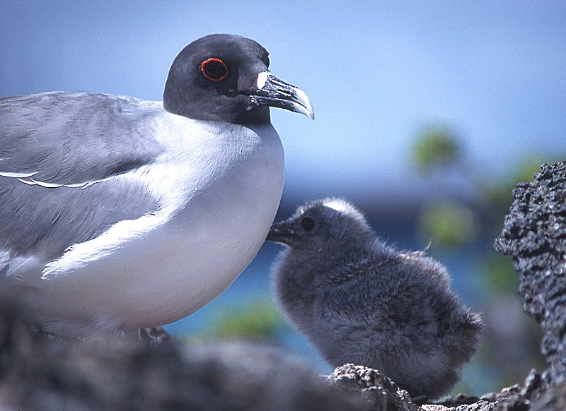 Swallow-tailed Gull - ML204735451