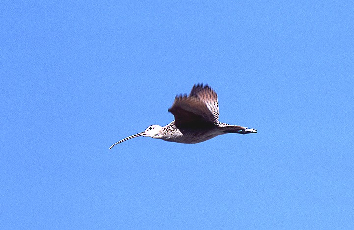 Long-billed Curlew - ML204735631