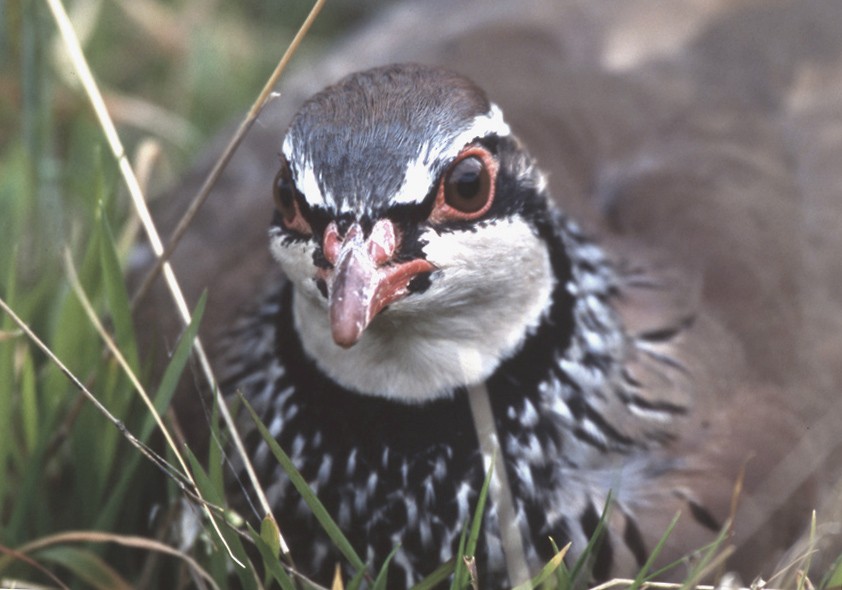 Red-legged Partridge - ML204735701