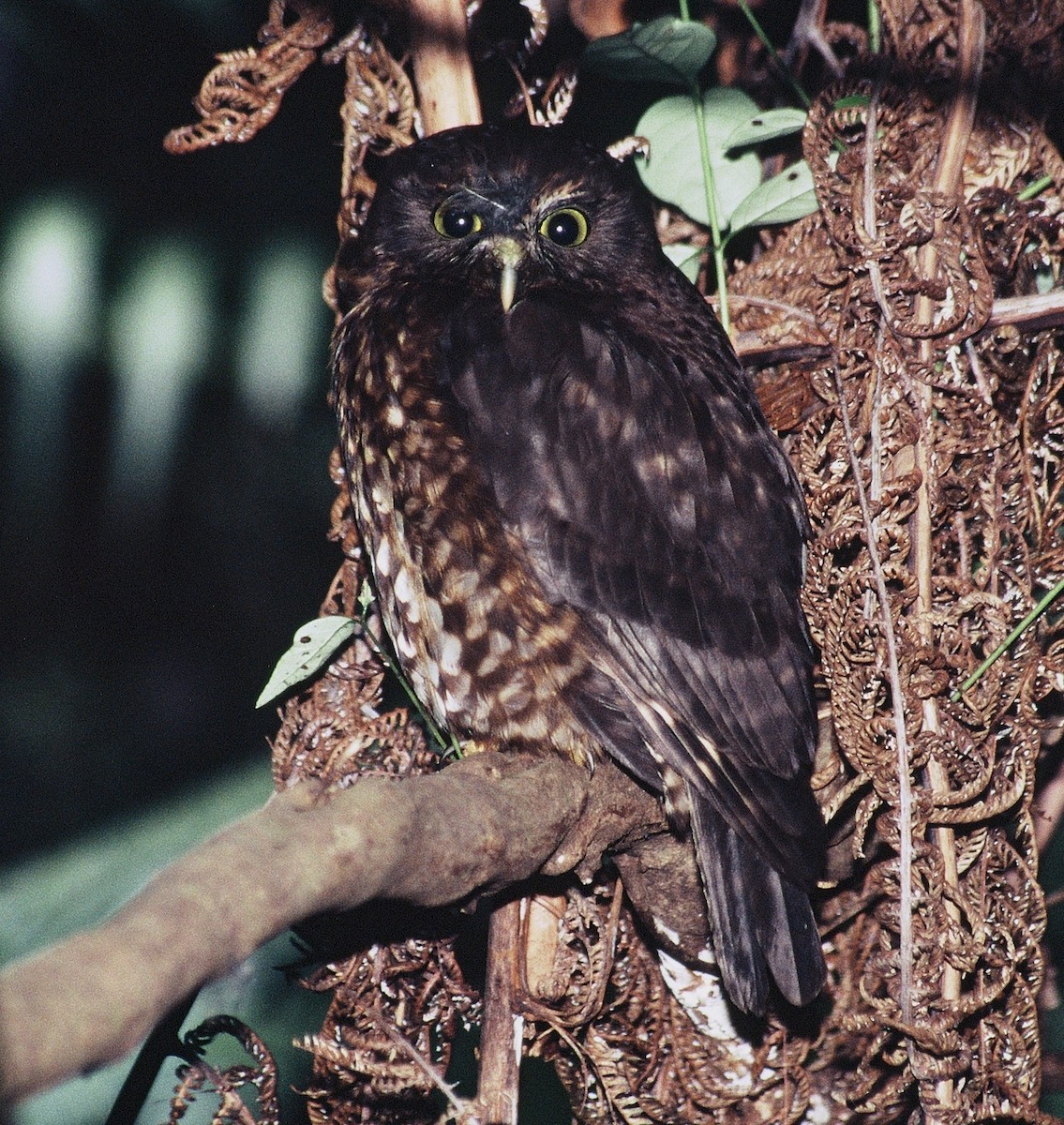 Morepork - ML204735791