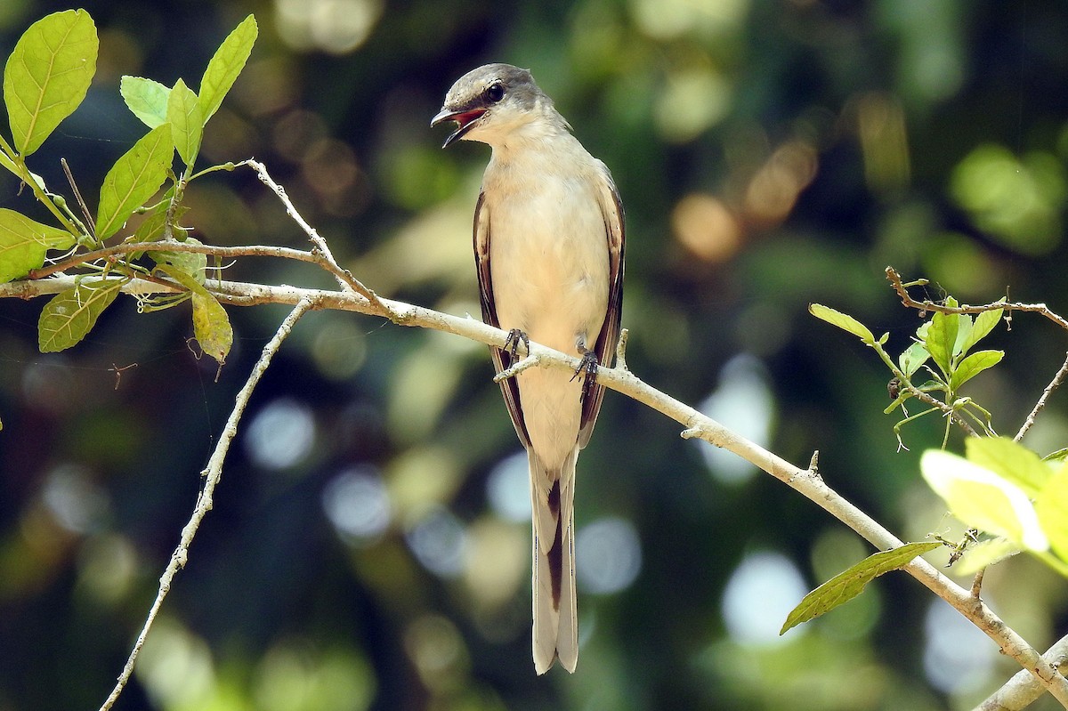 Ashy Minivet - Klaus Lachenmaier