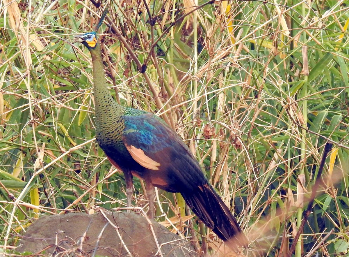 Green Peafowl - ML204737201