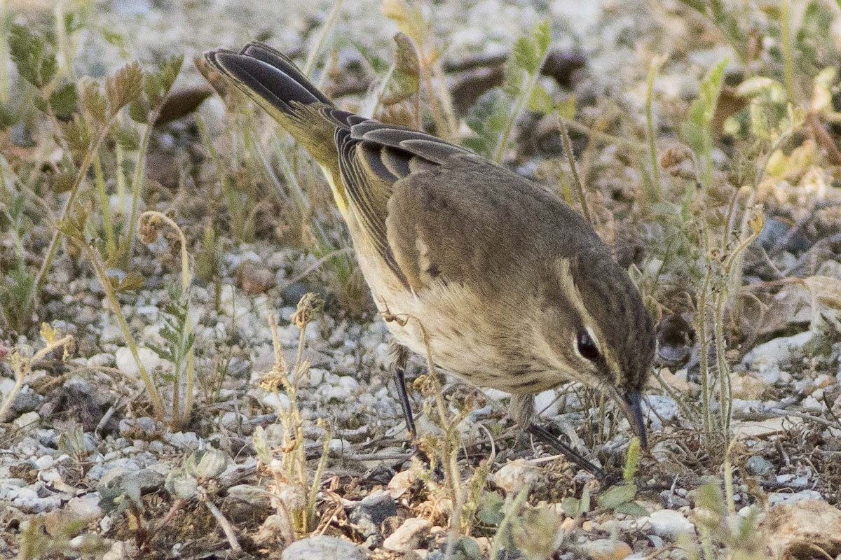 Palm Warbler - Phil Richardson