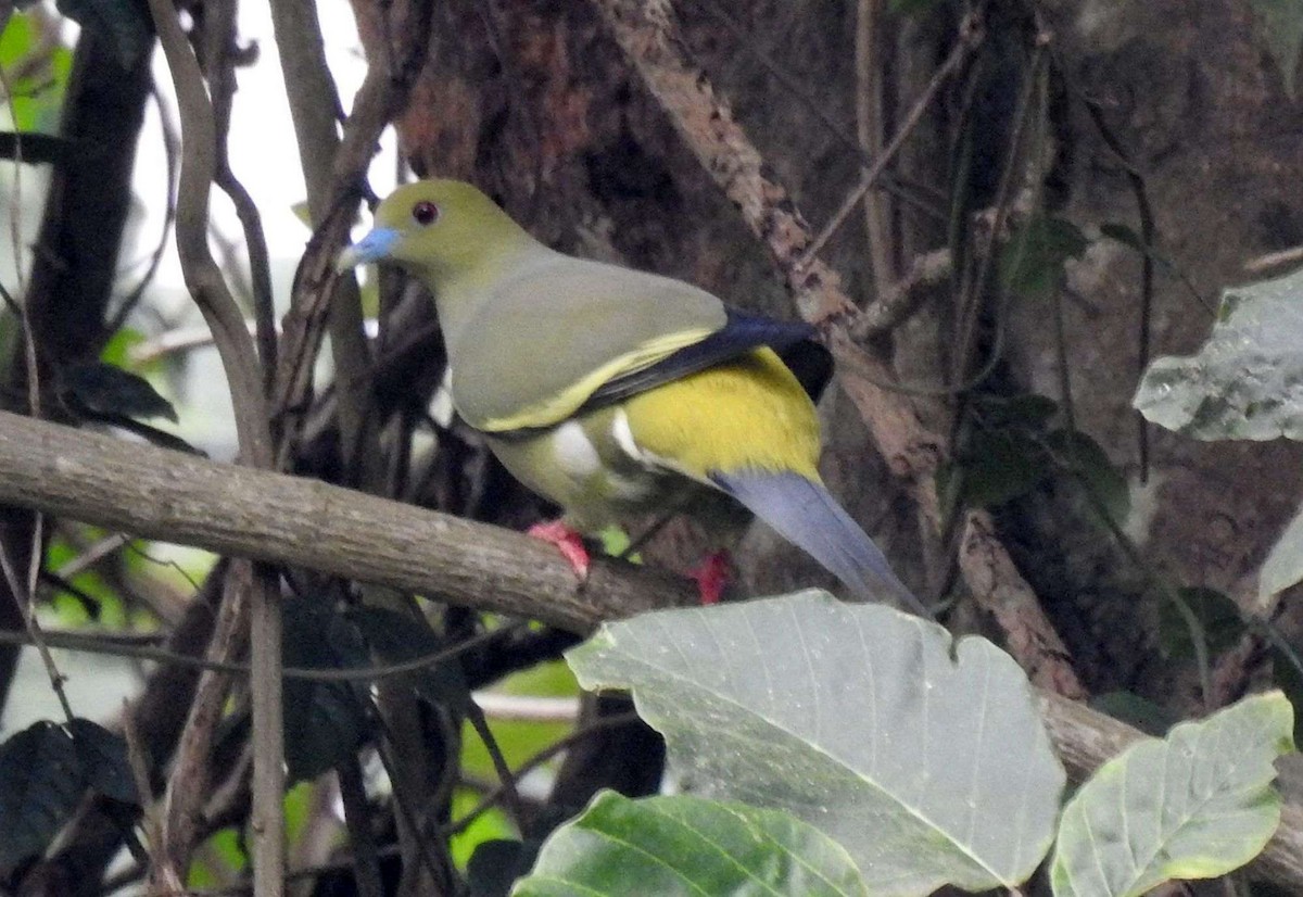 Pin-tailed Green-Pigeon - ML204737211