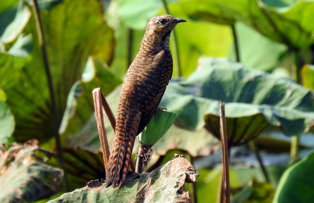 Plaintive Cuckoo - ML204737241