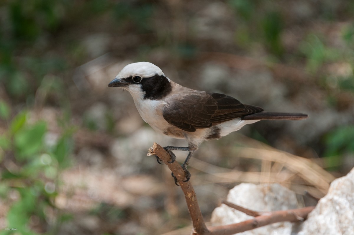 White-rumped Shrike - ML204737481