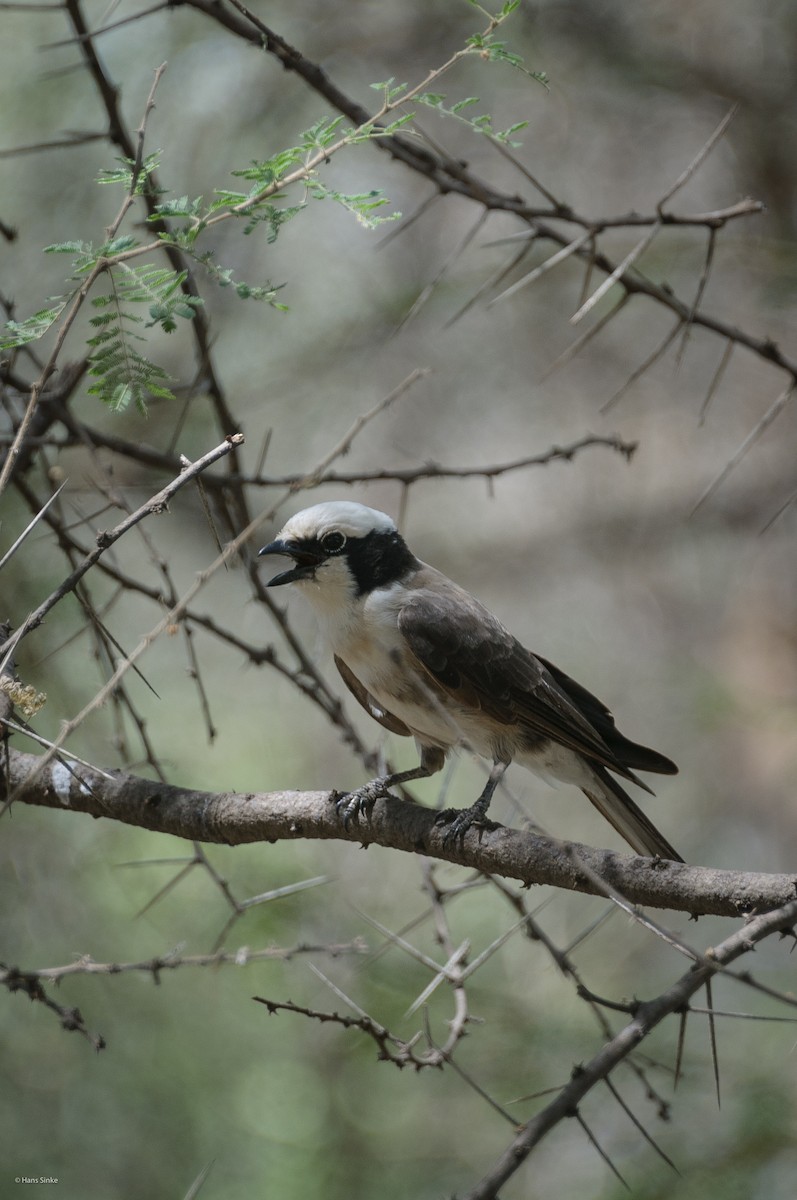 White-rumped Shrike - ML204737491