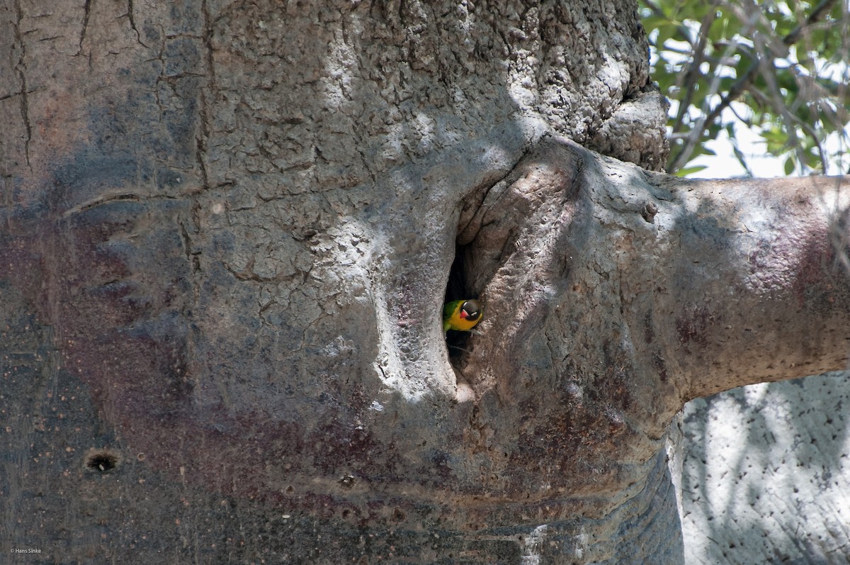 Yellow-collared Lovebird - ML204737501