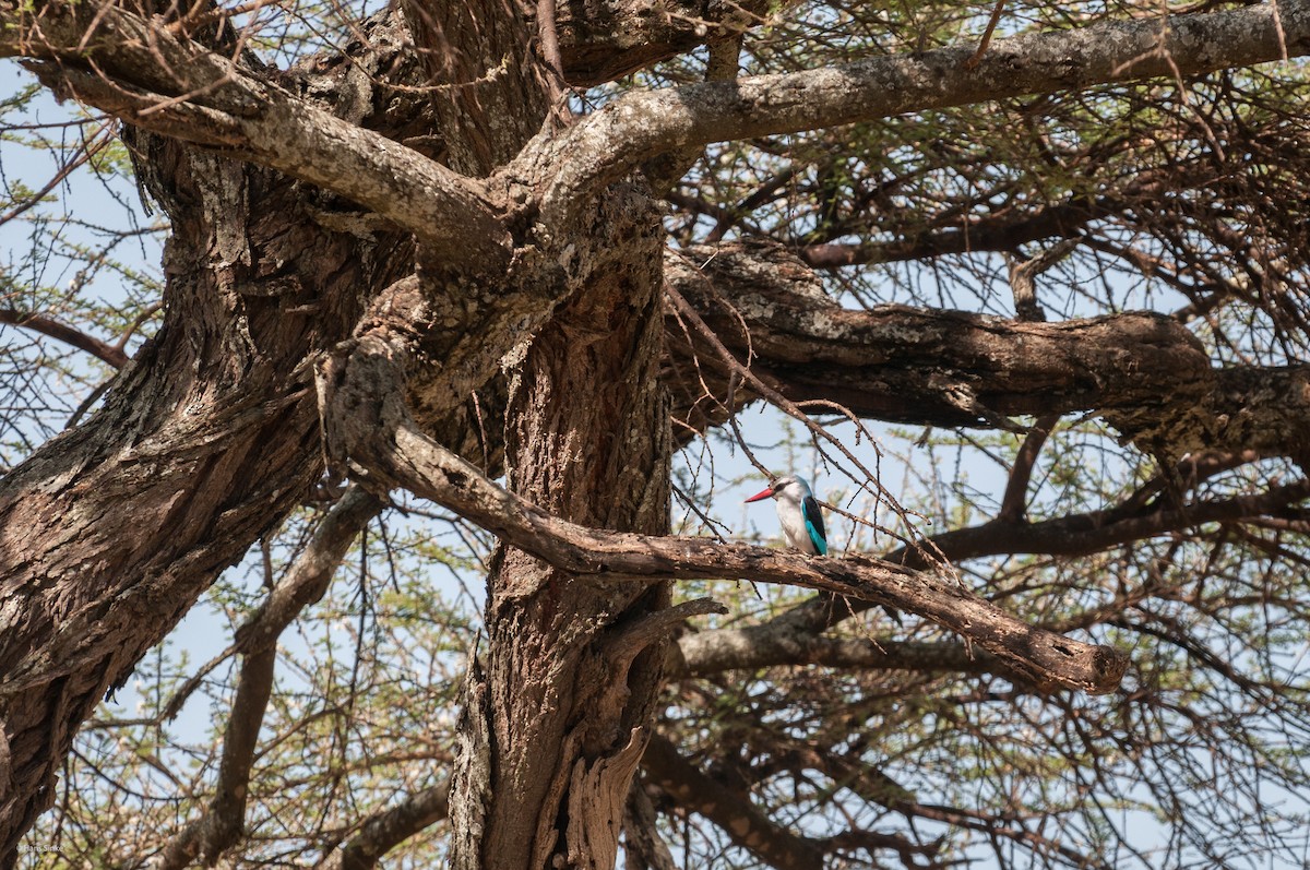 ledňáček africký - ML204737541