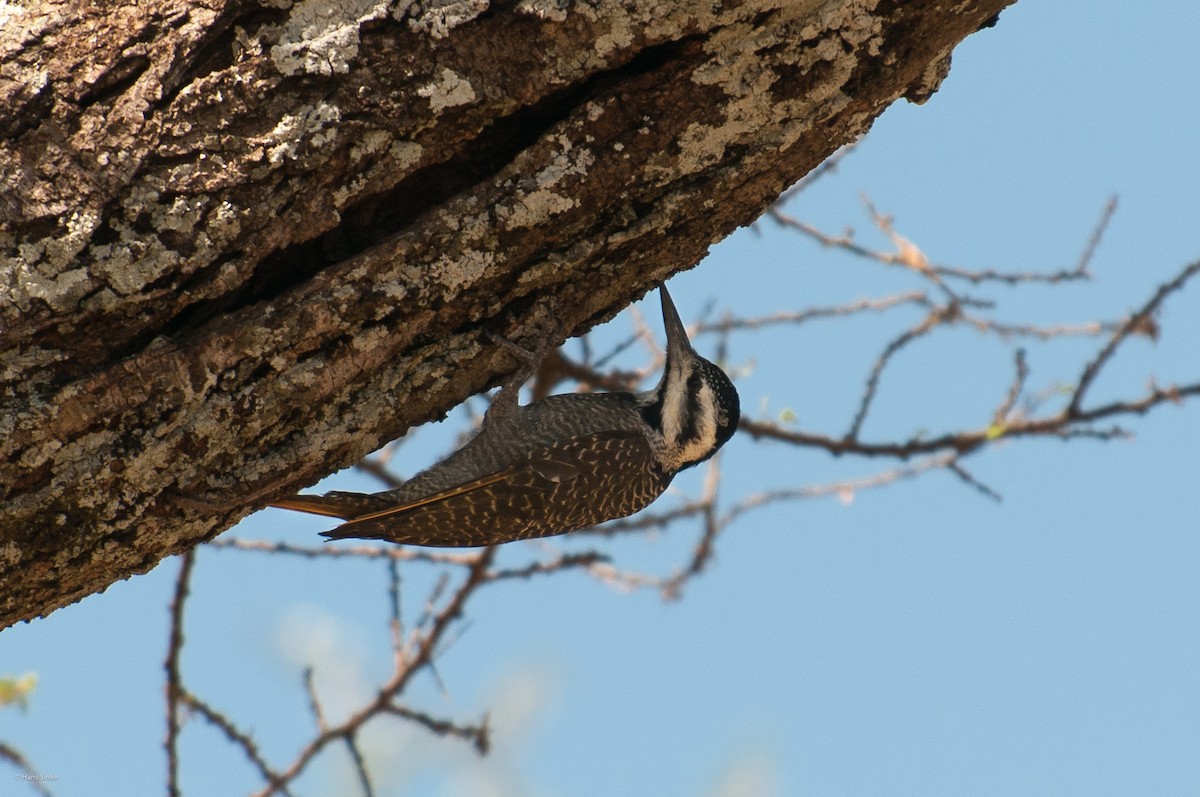 Bearded Woodpecker - ML204737551