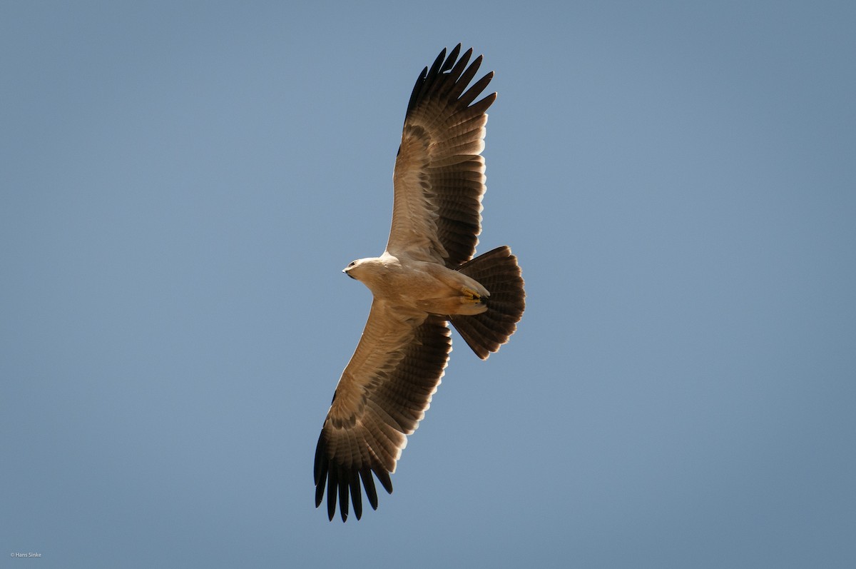 Tawny Eagle - Hans Sinke