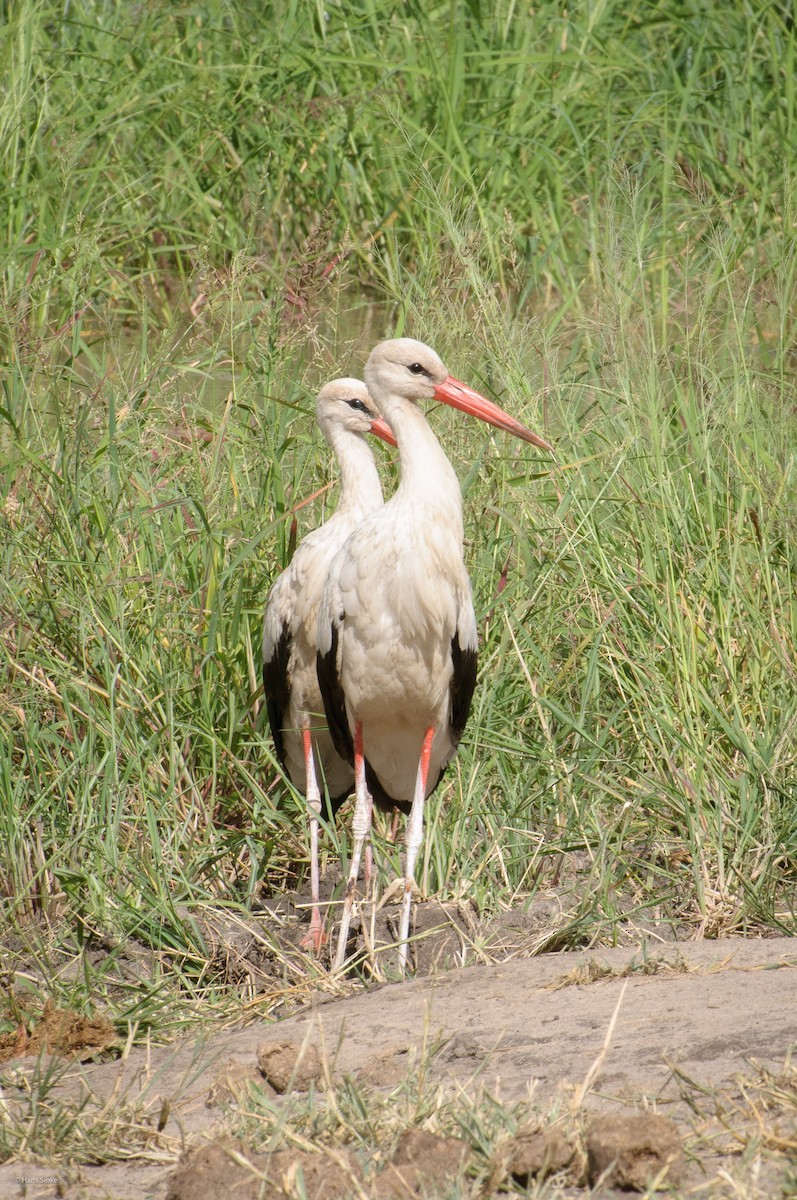 White Stork - ML204737581