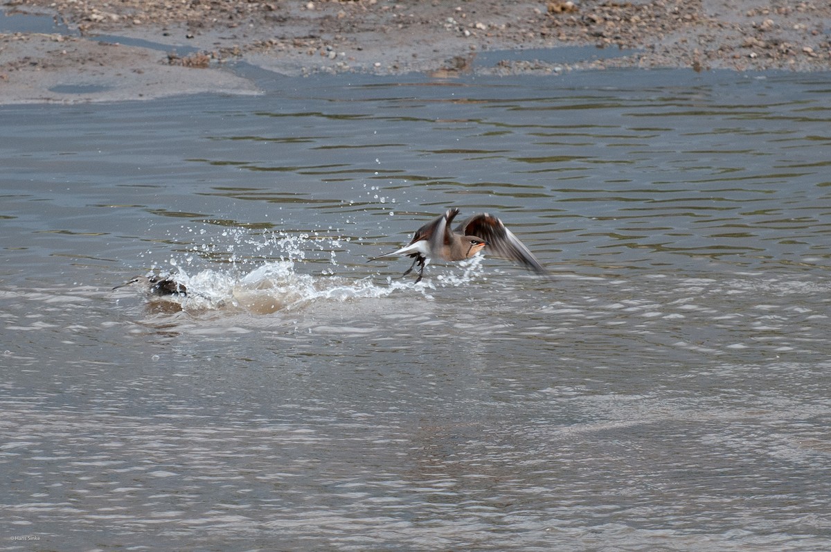 Collared Pratincole - ML204737601