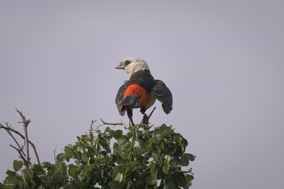 White-headed Buffalo-Weaver - ML204737681