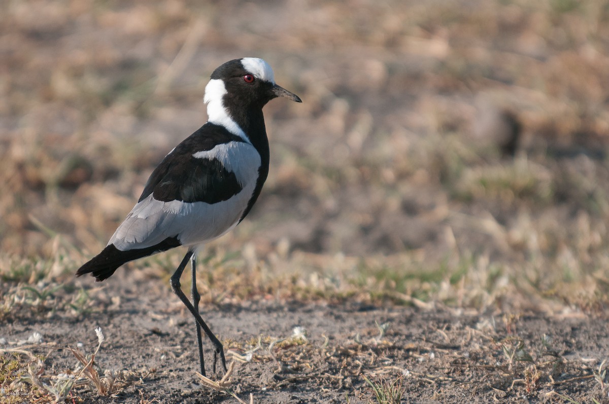 Blacksmith Lapwing - Hans Sinke