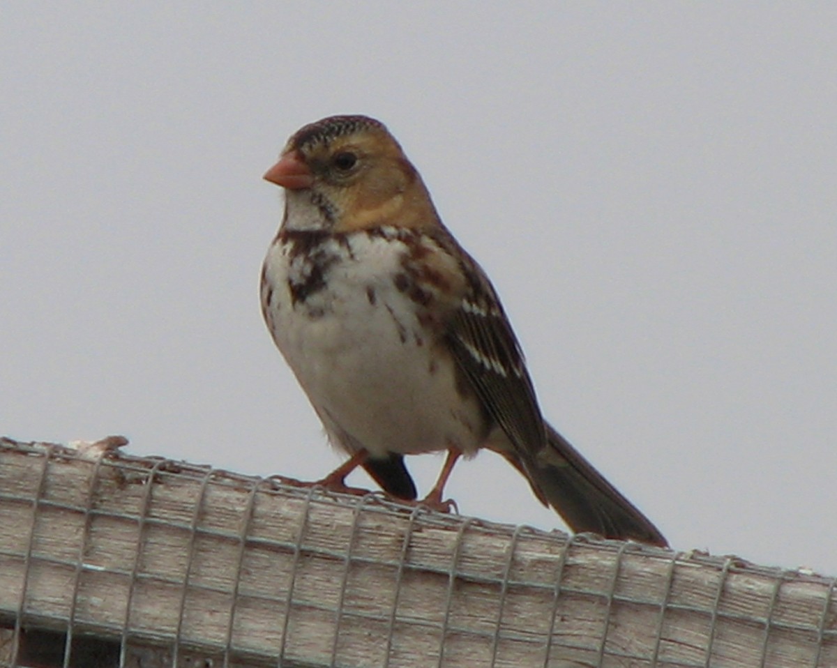 Harris's Sparrow - ML20473771