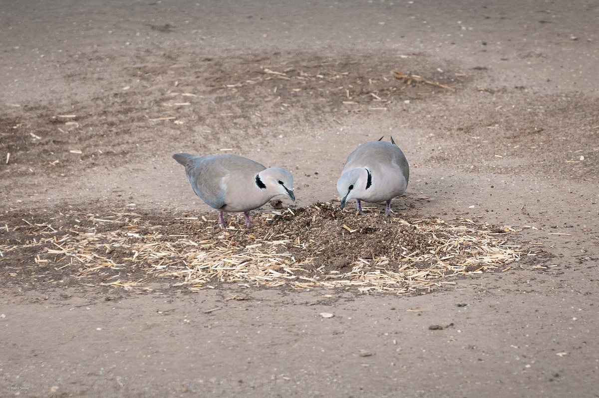 Ring-necked Dove - ML204737801