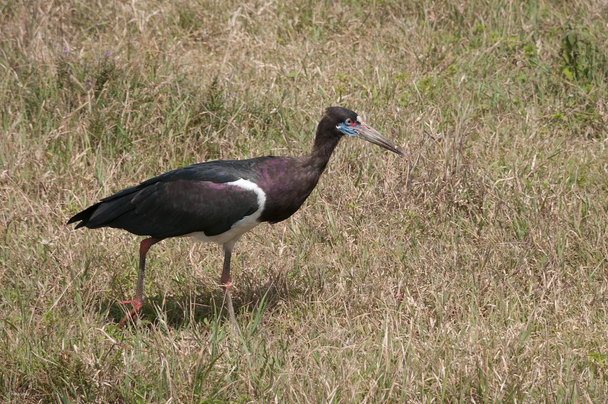 Abdim's Stork - Hans Sinke