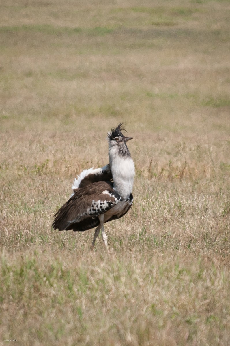Kori Bustard - ML204737931