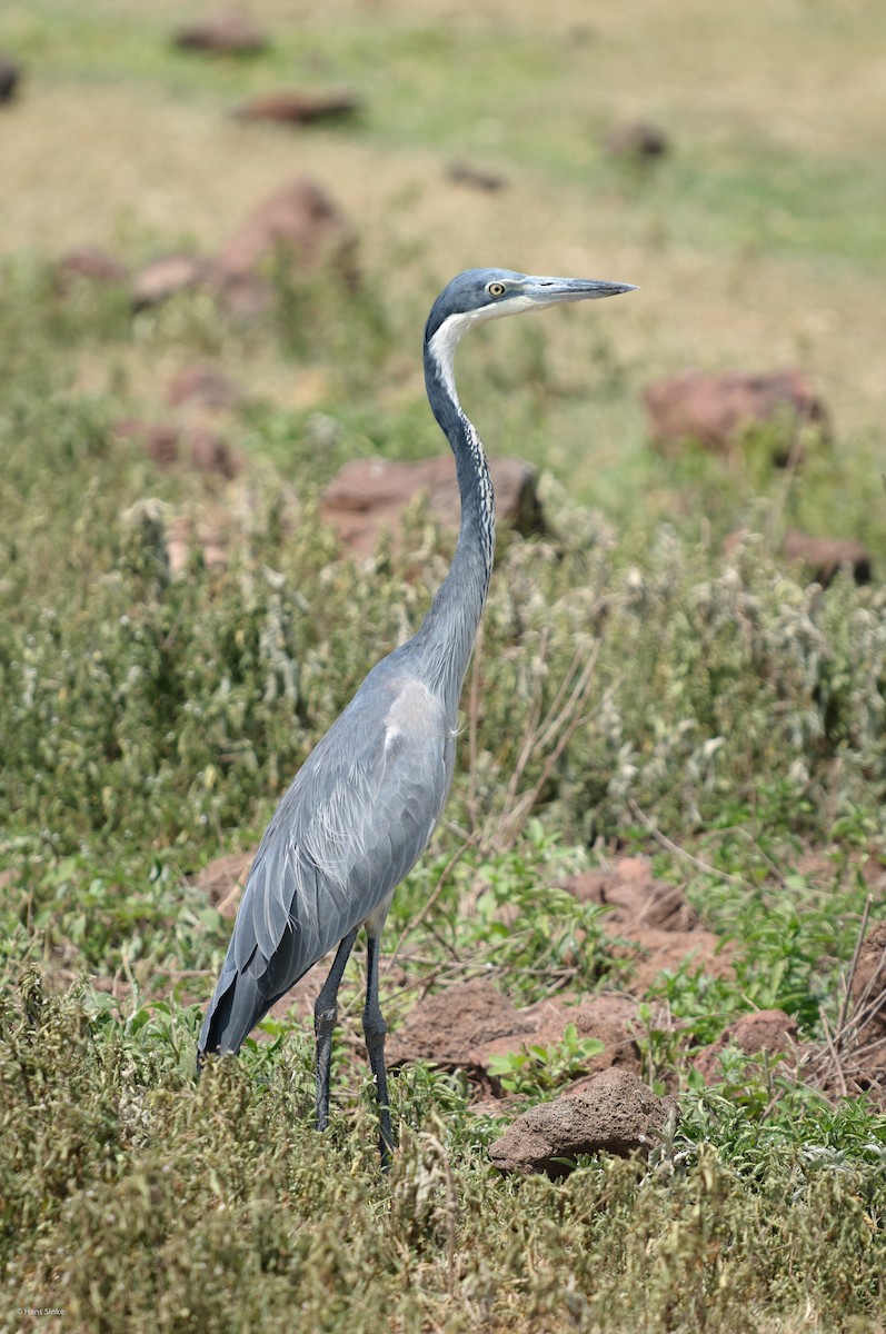 Black-headed Heron - ML204737951