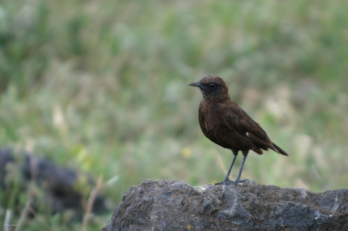 Northern Anteater-Chat - ML204738001