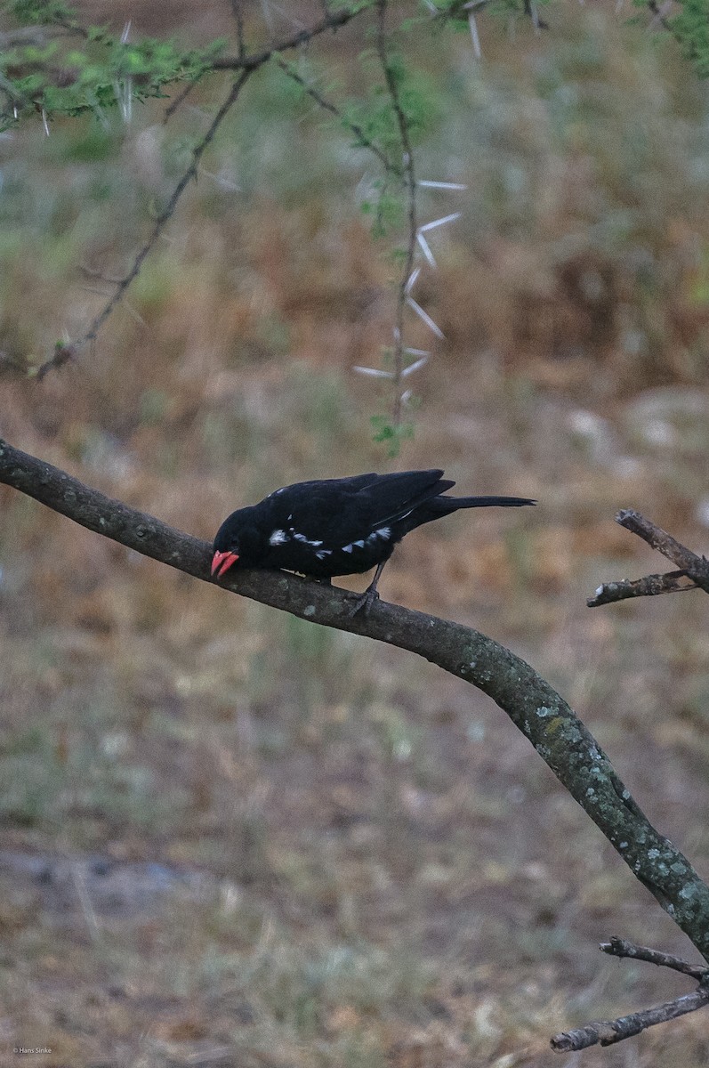 Red-billed Buffalo-Weaver - ML204738011