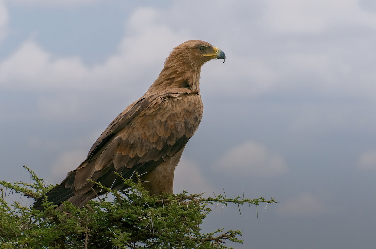 orel okrový - ML204738021