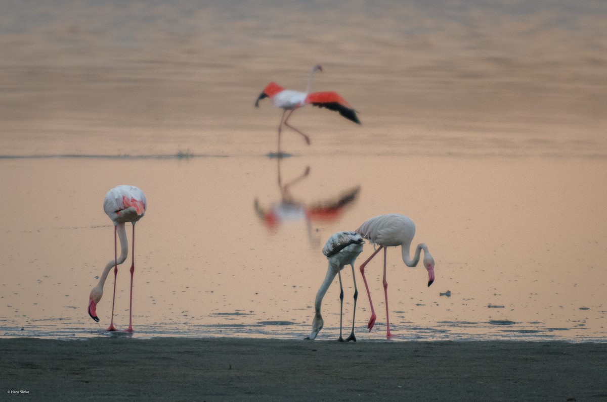 Greater Flamingo - Hans Sinke